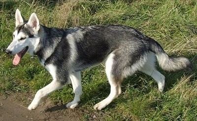 Northern Inuit Dog Northern Inuit Dog Breed Information and Pictures
