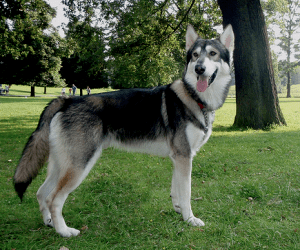 Northern Inuit Dog All about the Northern Inuit Dog its temperament and more