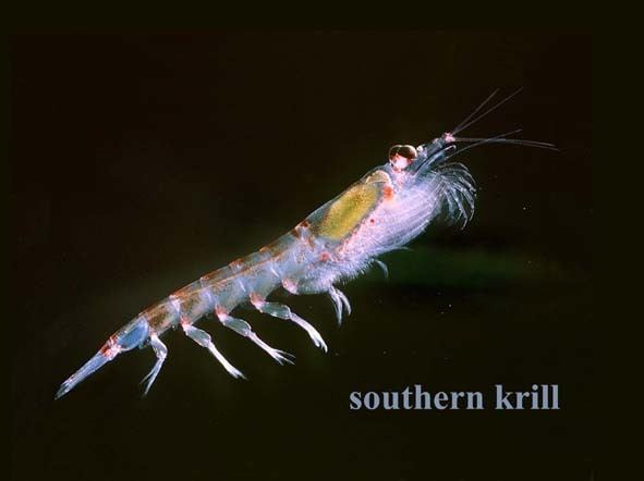 Northern krill Northern Krill Meganyctiphanes norwegica