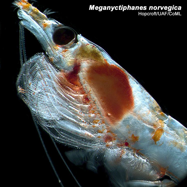 Northern krill Meganyctiphanes norvegica Arctic Ocean biodiversity