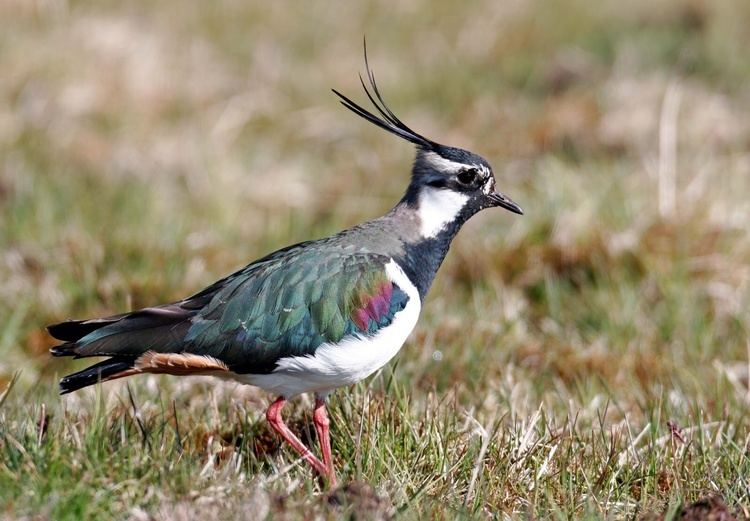 Northern lapwing The Northern Lapwing Vanellus vanellus pgcps mess Reform