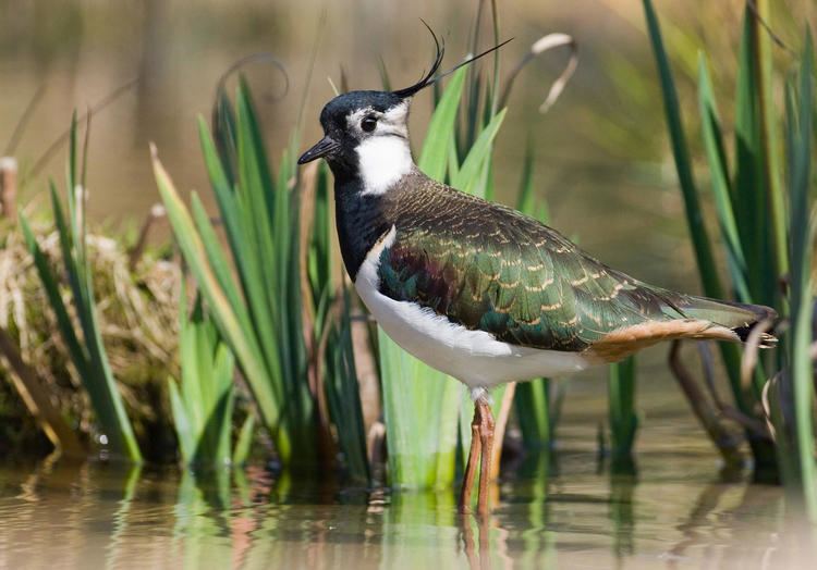 Northern lapwing Northern Lapwing Audubon Field Guide