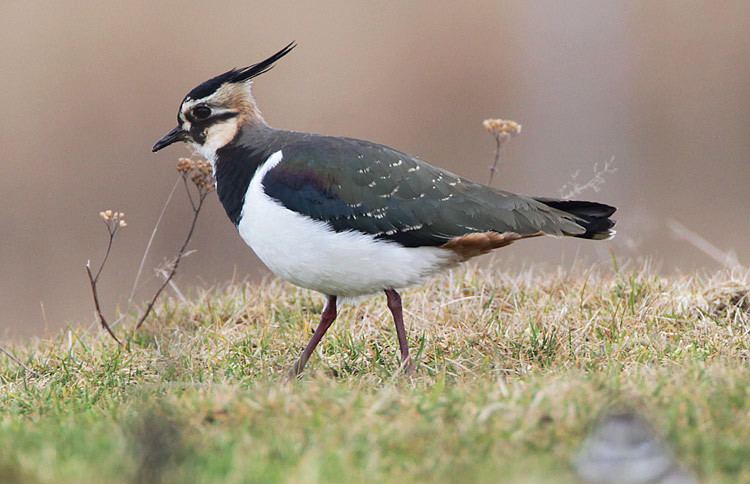 Northern lapwing Surfbirds Online Photo Gallery Search Results