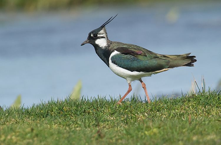 Northern lapwing IndexBirdsVipe Northern Lapwing Vanellus vanellus