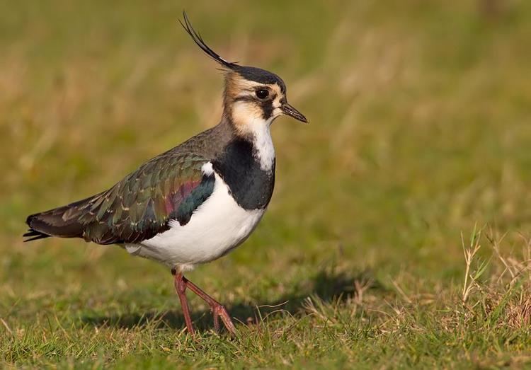 Northern lapwing Gallery of Northern Lapwing Vanellus vanellus the Internet Bird