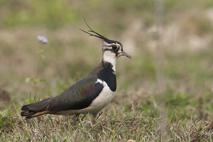 Northern lapwing India39s most beautiful Lapwing Northern Lapwing Walk the Wilderness