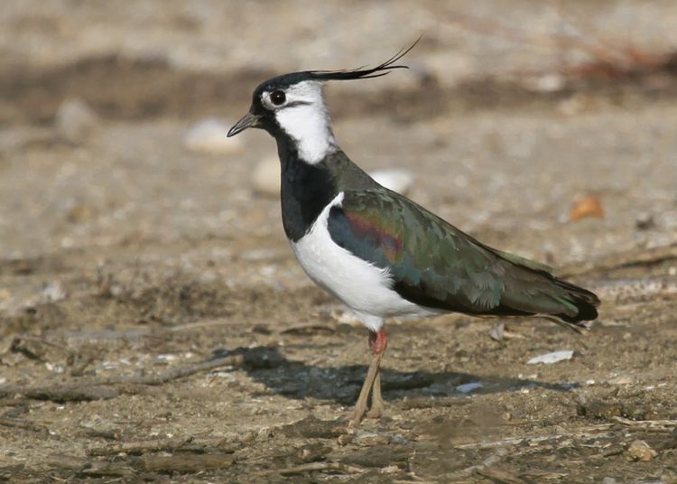 Northern lapwing Impurest39s guide to Animals 4 Northern Lapwing OffTopic