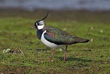 Northern lapwing httpsuploadwikimediaorgwikipediacommonsthu