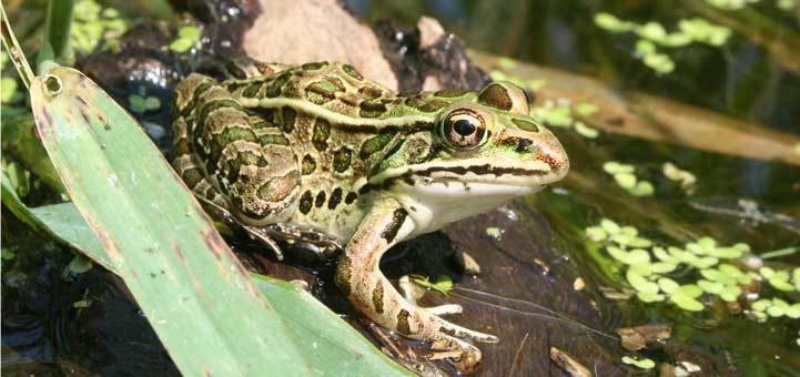 Northern leopard frog Reptiles and Amphibians of Ontario A New Ontario Reptile and