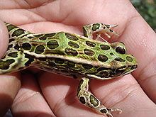 Northern leopard frog Northern leopard frog Wikipedia