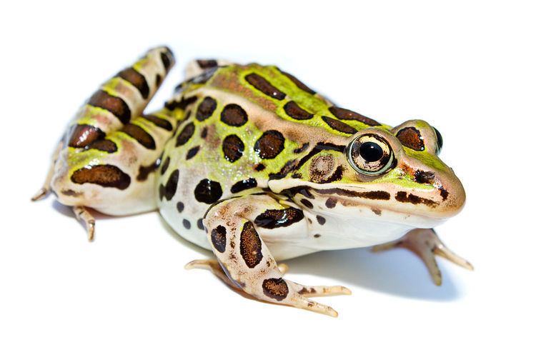 Northern leopard frog Northern leopard frog Wikipedia