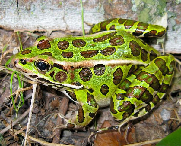 Northern leopard frog rivistacdnreptilesmagazinecomnorthernleopard