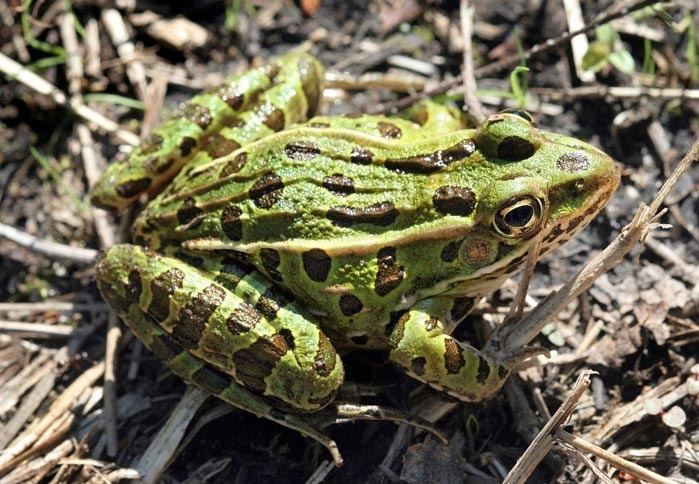 Northern leopard frog Northern Leopard Frog Lithobates pipiens Wildlife Journal Junior