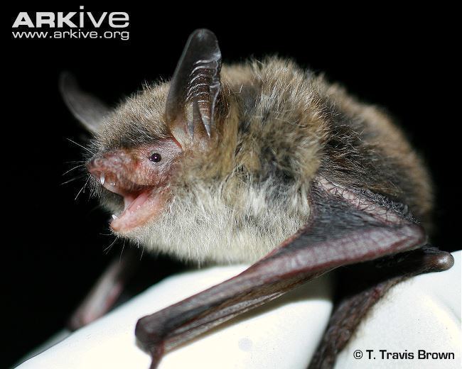 Northern long-eared bat (myotis) cdn1arkiveorgmedia3030BE580CDA1F43CDAB112