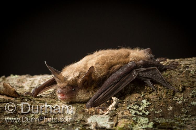 Northern long-eared bat (myotis) northern longeared bat Archives ISU Bat CenterISU Bat Center