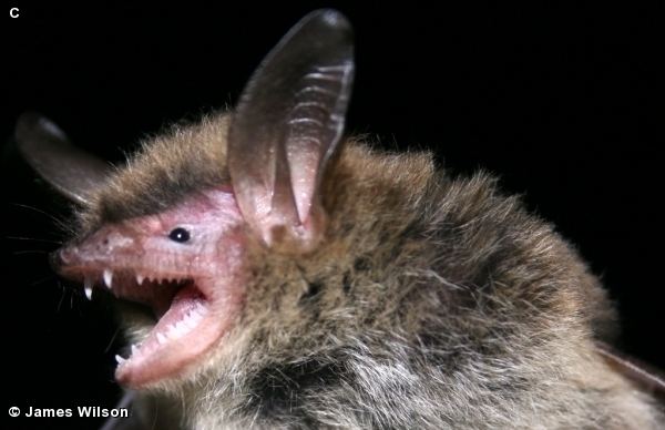 Northern long-eared bat (myotis) Nature Search NORTHERN LONGEARED BAT Myotis septentrionalis