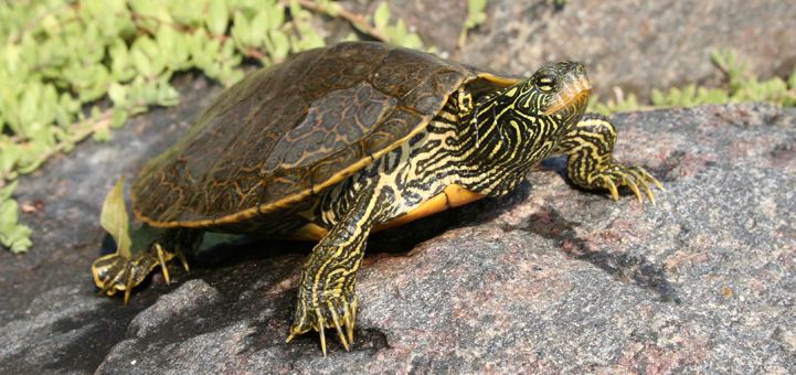 Northern map turtle Reptiles and Amphibians of Ontario A New Ontario Reptile and