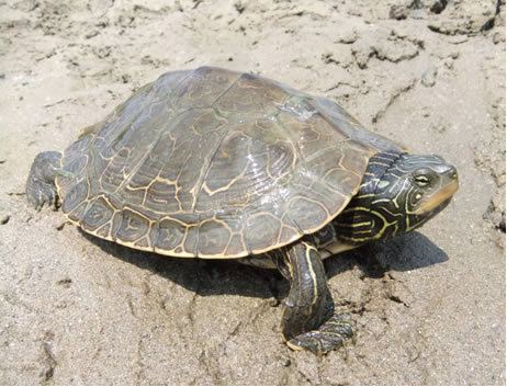 Northern map turtle Species at Risk Public Registry COSEWIC Assessment and Status