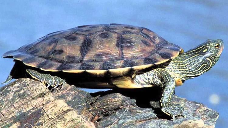 Northern map turtle Northern Map Turtle Graptemys geographica YouTube