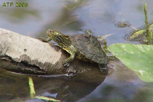 Northern map turtle Care Sheet Northern Map Turtle
