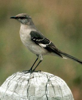 Northern mockingbird Bird Sounds and Songs of the Northern Mockingbird The Old Farmer39s