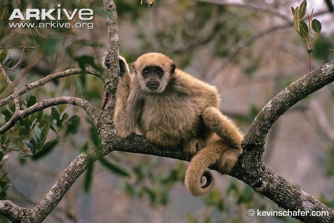 Northern muriqui Northern muriqui videos photos and facts Brachyteles hypoxanthus
