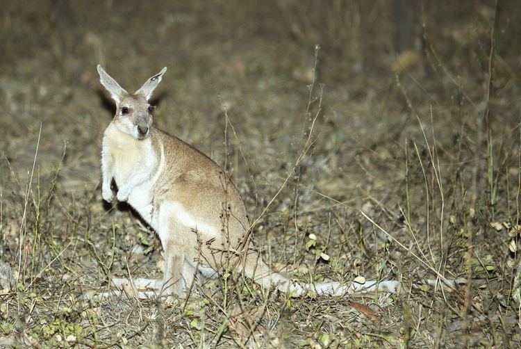 Northern nail-tail wallaby wwwaustralianwildlifeorgmedia67038nailtailwo