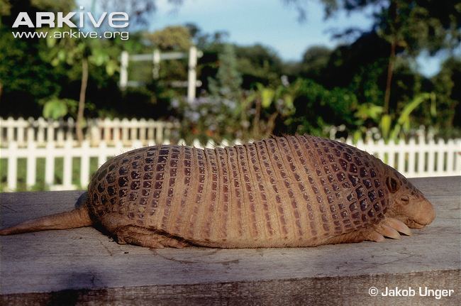 Northern naked-tailed armadillo Chacoan nakedtailed armadillo videos photos and facts Cabassous