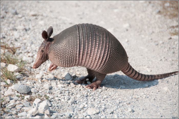 Northern naked-tailed armadillo Northern nakedtailed armadillo Mammals Insectivores Pinterest