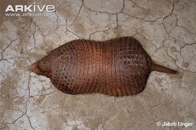 Northern naked-tailed armadillo Chacoan nakedtailed armadillo photo Cabassous chacoensis G64511