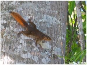 Northern Palawan tree squirrel wwwgreedypegnetp20161202thb463011jpg