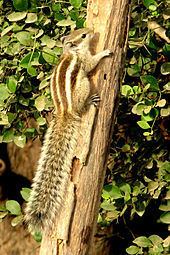 Northern palm squirrel httpsuploadwikimediaorgwikipediacommonsthu
