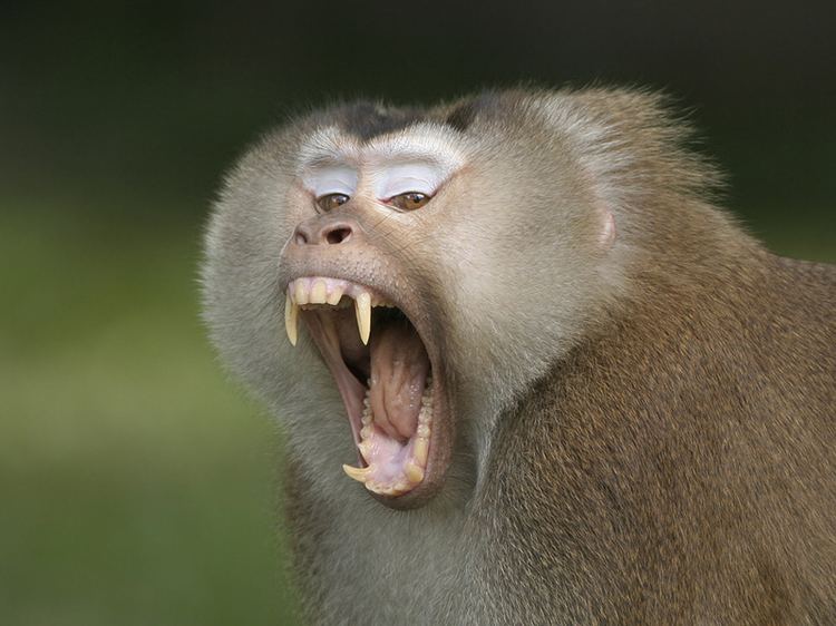 Northern pig-tailed macaque m1ipbasecomo6219872211141575491eUIDjkEMP