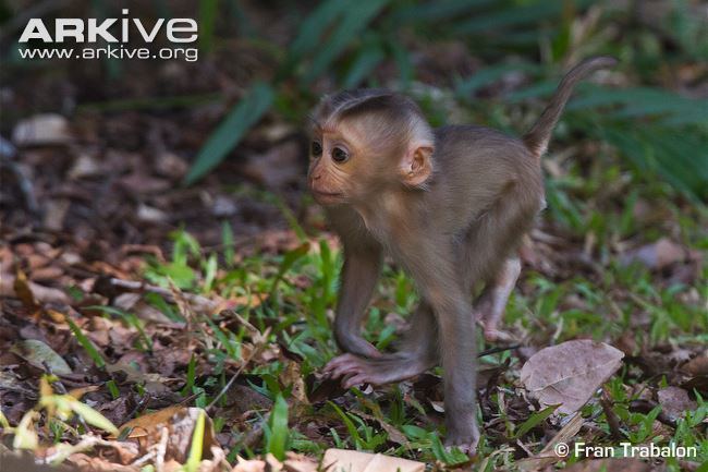 Northern pig-tailed macaque Northern pigtail macaque photo Macaca leonina G144484 ARKive