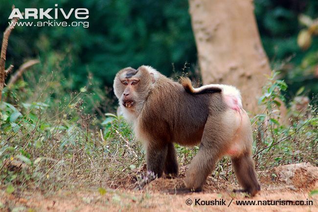 Northern pig-tailed macaque Northern pigtail macaque photo Macaca leonina G80995 ARKive