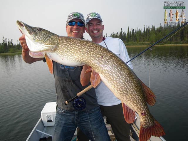 Northern pike 3rd Giant 52quot northern pike at Wollaston Lake Lodge Wollaston