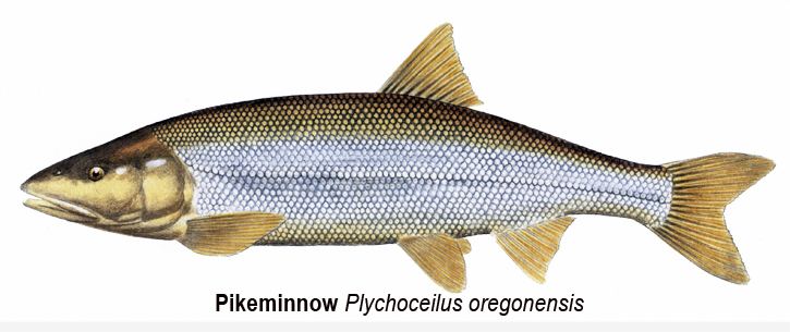 Northern pikeminnow Fish of the Month