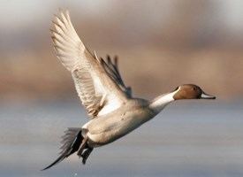 Northern pintail Northern Pintail Identification All About Birds Cornell Lab of