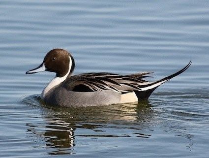 Northern pintail httpswwwallaboutbirdsorgguidePHOTOLARGEpi