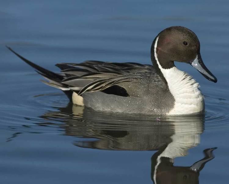 Northern pintail Northern Pintail Audubon Field Guide