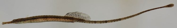 Northern pipefish Maryland Biodiversity Project Northern Pipefish Syngnathus fuscus