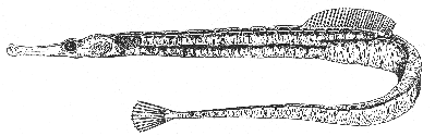 Northern pipefish Common pipefish