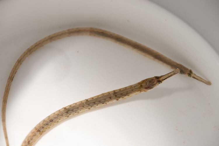 Northern pipefish Northern Pipefish observed by cyric 0706 PM EDT on September 1