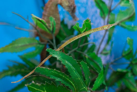 Northern pipefish Rebecca Skinner Photography Biomes in N Kingstown RI Northern