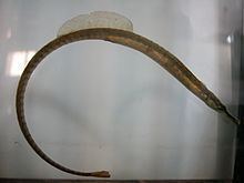 Northern pipefish httpsuploadwikimediaorgwikipediacommonsthu