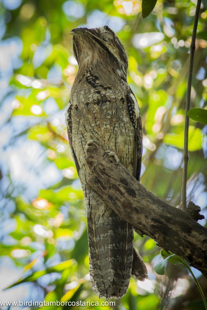 Northern potoo Northern Potoo in Tambor Bay Tambor Bay Birding