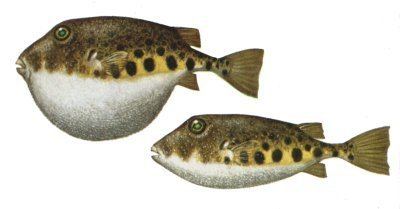 Northern puffer Northern Puffer Sugar Toad Fish Species I Have Caught