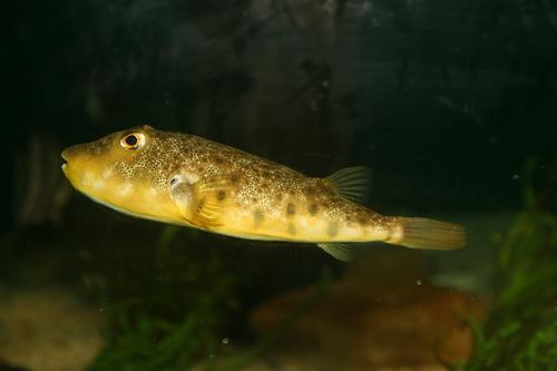 Northern puffer Northern Puffer Sphoeroides maculatus iNaturalistorg