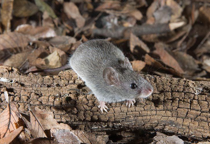 Northern pygmy mouse greglasleycomimagesMammalsNorthernPygmyMouse