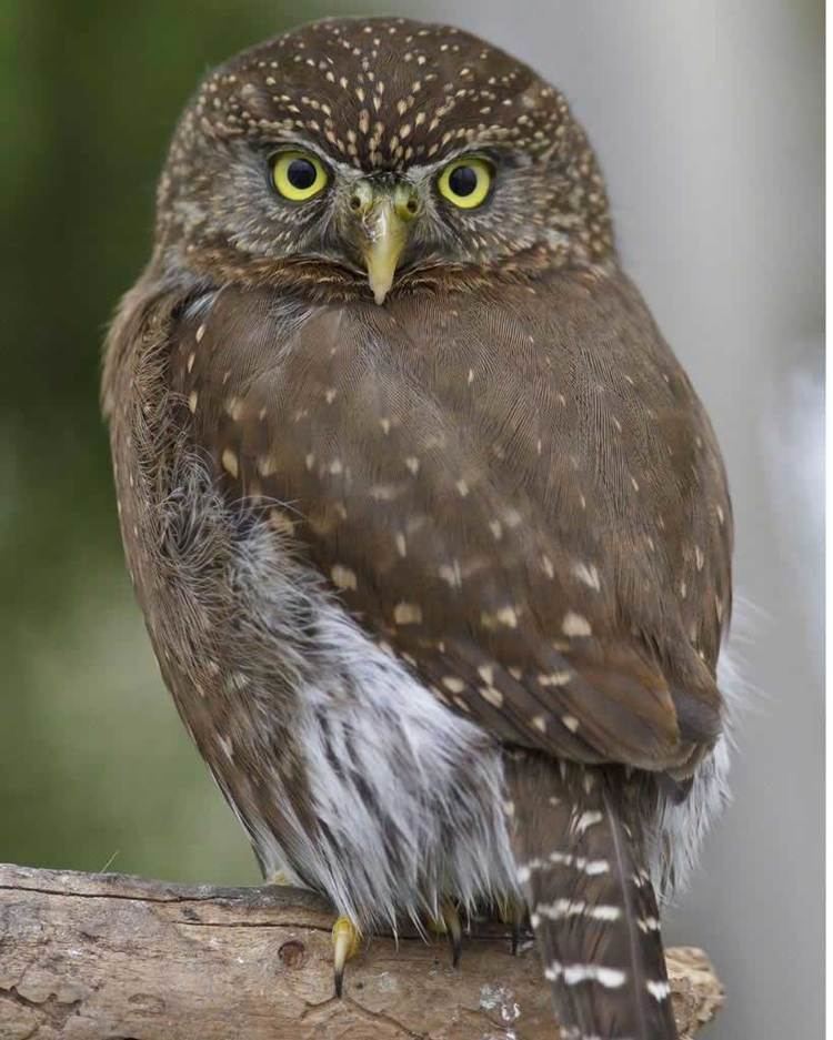 Northern pygmy owl Northern PygmyOwl Audubon Field Guide